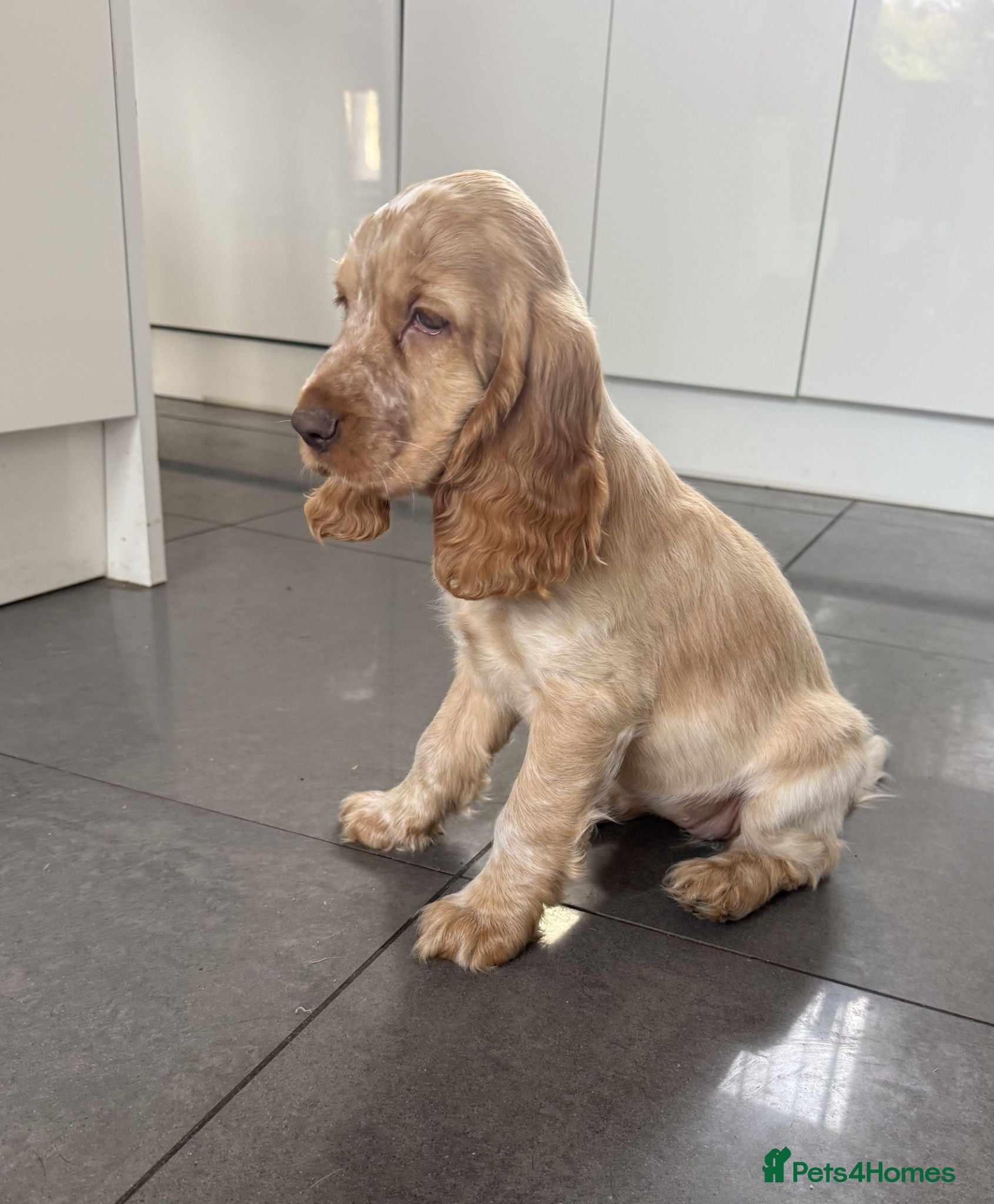 Cocker Spaniel dogs Stunning KC Pedigree Show type Cocker Spaniels - Advert 1