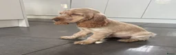 Cocker Spaniel dogs for sale: Stunning KC Pedigree Show type Cocker Spaniels - Advert 7