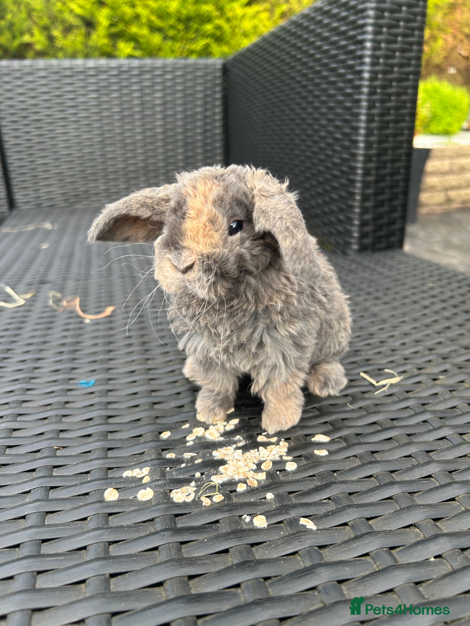 Mini Lop rabbits 18 month minilop looking food his forever home £10 - Advert 21