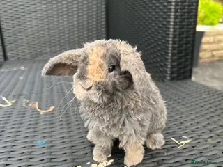 Mini Lop rabbits mini lops looking for their forever home - Advert 4