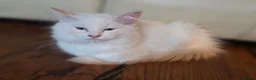 Ragdoll cats for sale: Amazing Ragdoll Babies  - Advert 9