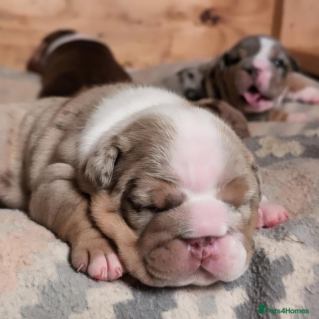English Bulldog dogs for sale: 🐾 Adorable English Bulldog Puppies Ready! 🐾 - Image 6