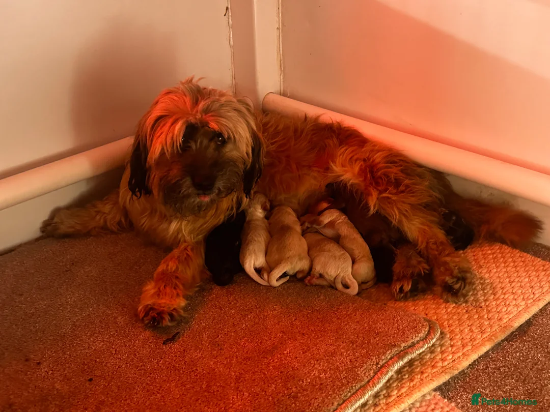 Mixed Breed dogs for sale: Cockashipoo  - Advert 15