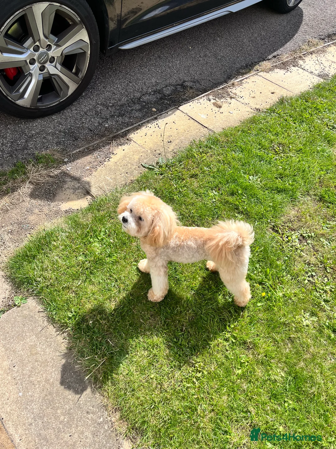 Maltipoo dogs for stud: Maltipoo STUD   in Luton - Advert 8