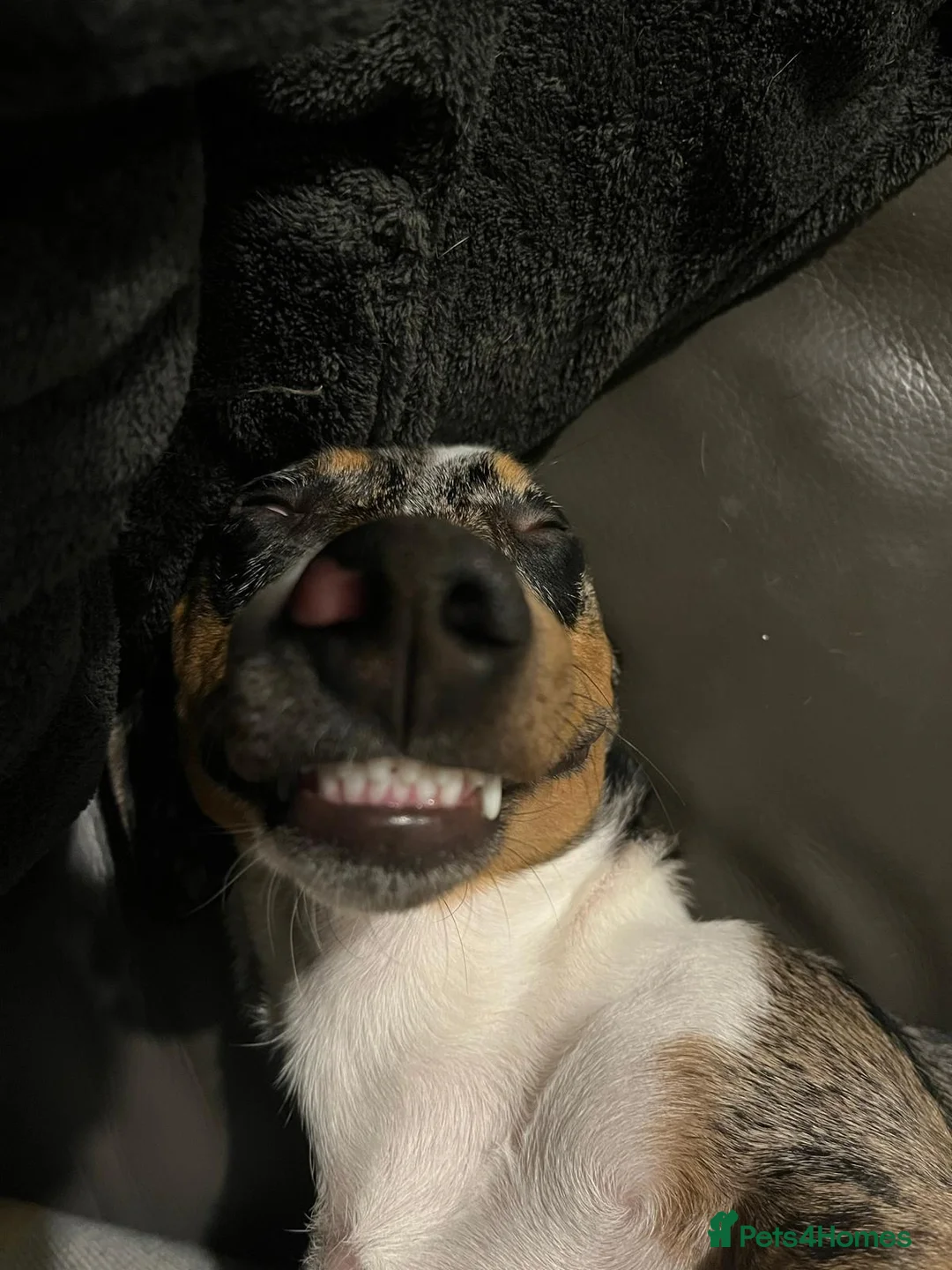 Mixed Breed dogs for adoption: 🐾Meet NORMAN 🐾 - a Lovely Boy for a Loving Home  - Advert 12