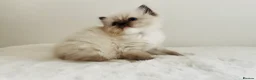Ragdoll cats for sale: Full pedigree Champion line Ragdoll kittens ❤️😻 - Advert 18