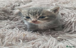Bengal cats for sale: Kitten boys  - Image 6
