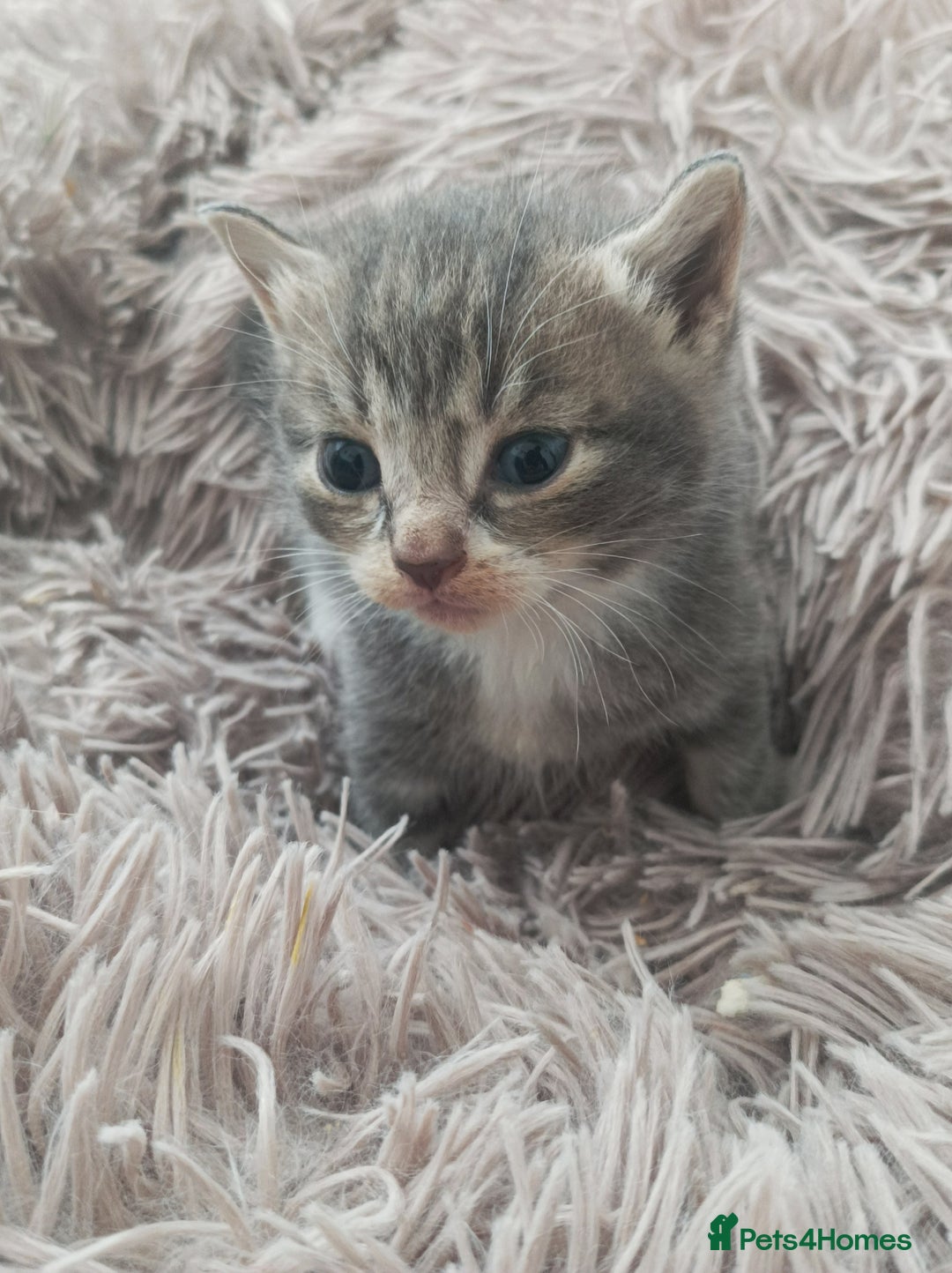 Bengal cats for sale: Kitten boys  - Image 6