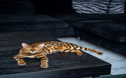 Bengal cats for sale: One of the kind Bengal Female -TICA reg.-Wild look - Image 20