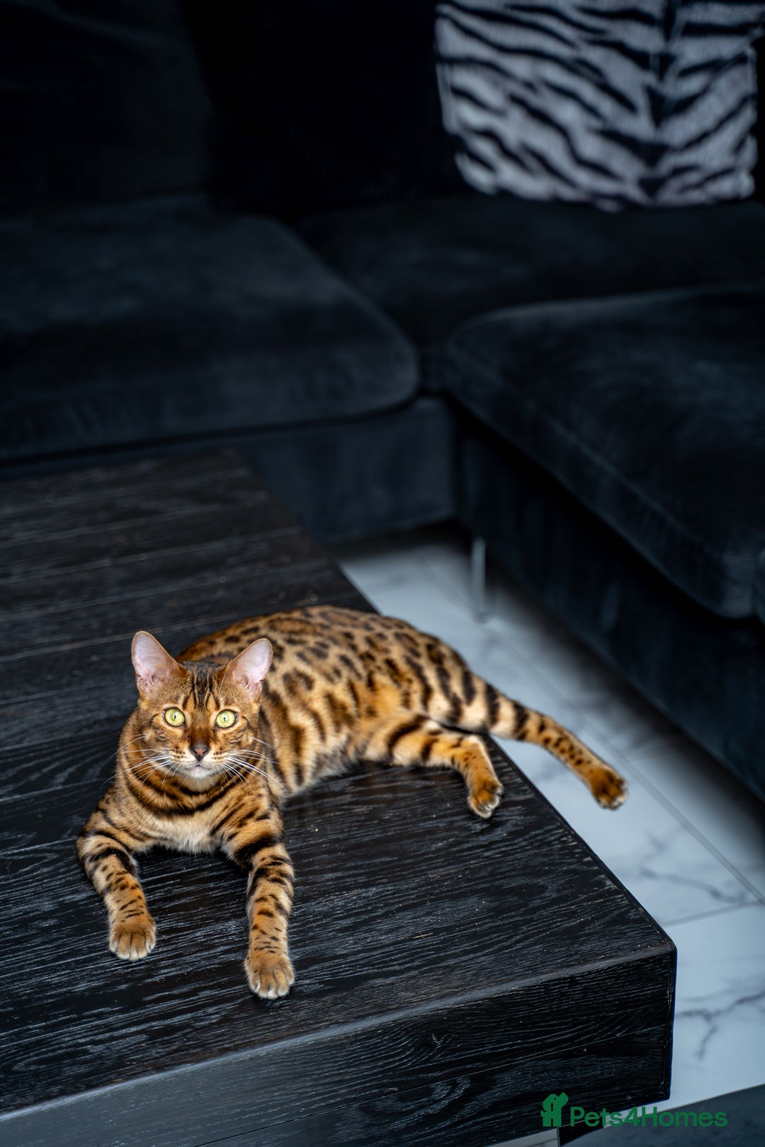 Bengal cats for sale: One of the kind Bengal Female -TICA reg.-Wild look - Image 20