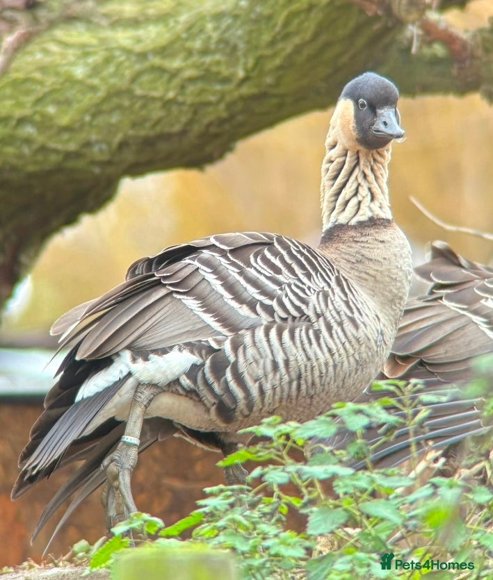 Waterfowl poultry Ne ne Gander for sale - Advert 2