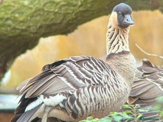 Waterfowl poultry Ne ne Gander for sale - Advert 2