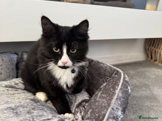 Mixed Breed cats Siberian Nevada mixed breed kittens - Advert 23