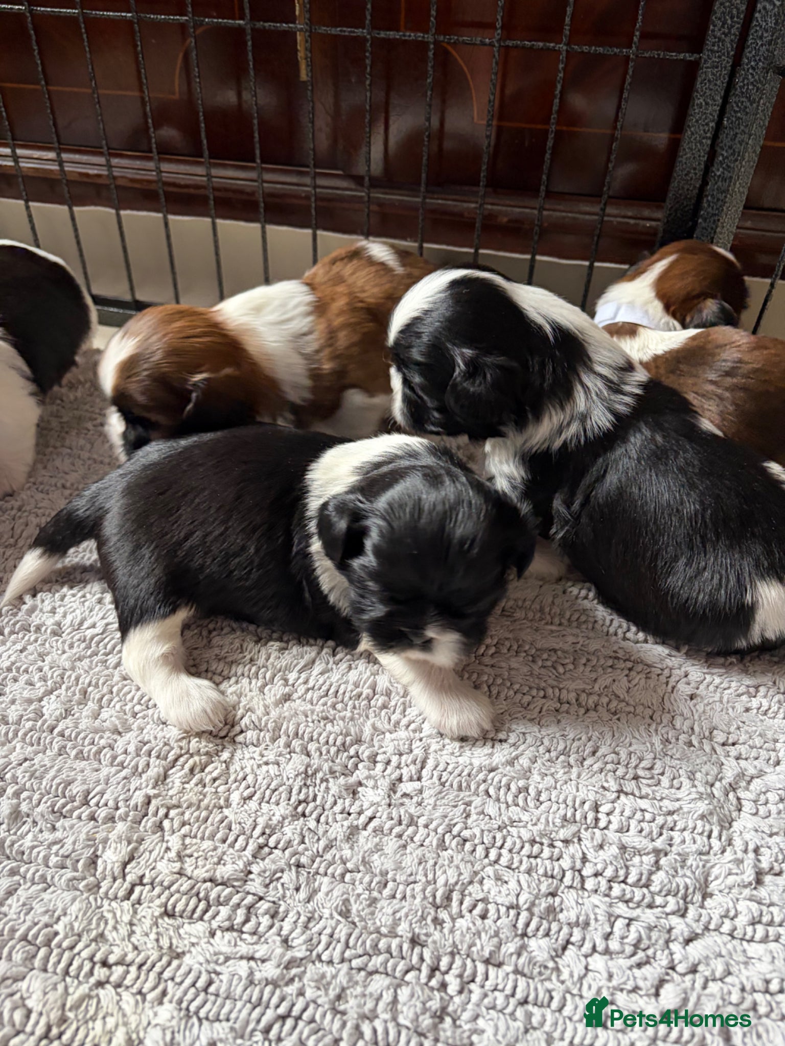Shih Tzu dogs Beautiful Shih Tzu puppies  - Advert 3