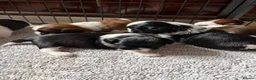 Shih Tzu dogs for sale: 1 BOY left  - Advert 3