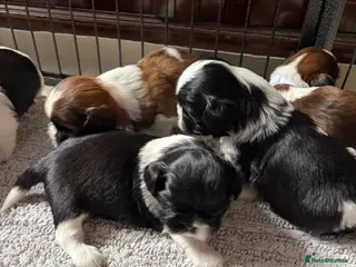 Shih Tzu dogs Beautiful Shih Tzu puppies - Advert 3
