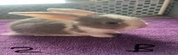 English Lop rabbits for sale: X2 8 week old Male lops  - Advert 1