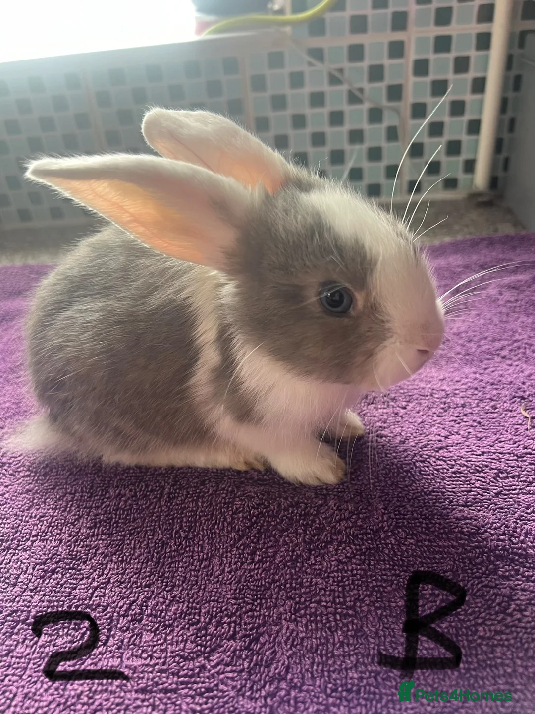 English Lop rabbits for sale: X2 8 week old Male lops  - Advert 1