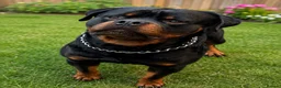 Rottweiler dogs for sale: STUNNING KC REGISTERED PUPPIES  - Advert 1