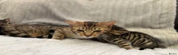 Bengal cats for sale: Bengal Kittens in West Bromwich - Advert 1