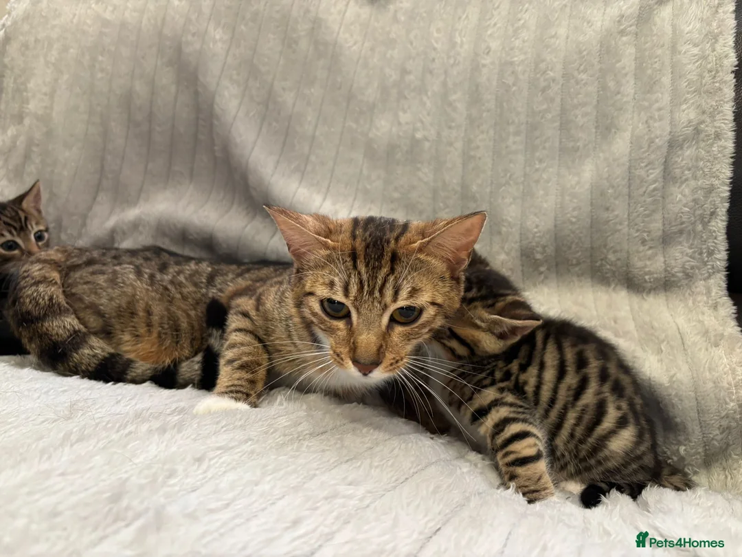 Bengal cats for sale: Bengal Kittens in West Bromwich - Advert 1