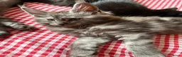 Maine Coon cats for sale: Maine Coon kittens ❤️❤️❤️❤️ in Colchester - Advert 11