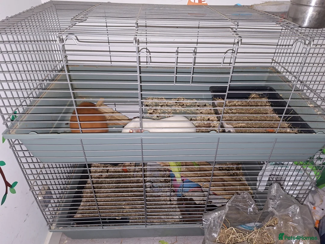 Guinea Pig rodents for sale: 3 male guinea pigs  in Tamworth - Advert 2