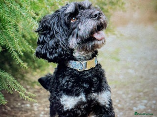 Cockapoo dogs in Bournemouth - Advert 4
