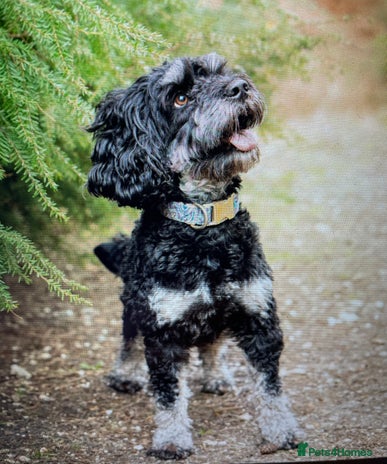 Cockapoo dogs in Bournemouth - Advert 1