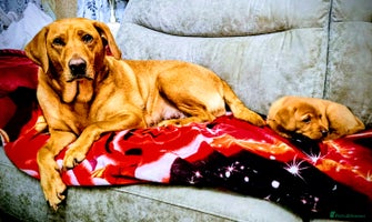 Labrador Retriever dogs - Advert 9