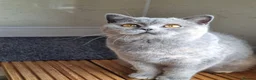 British Shorthair cats for sale: Beautiful sweet blue cream British Shorthair  - Advert 3