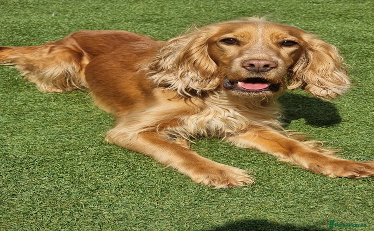 Cocker Spaniel dogs - Advert 9