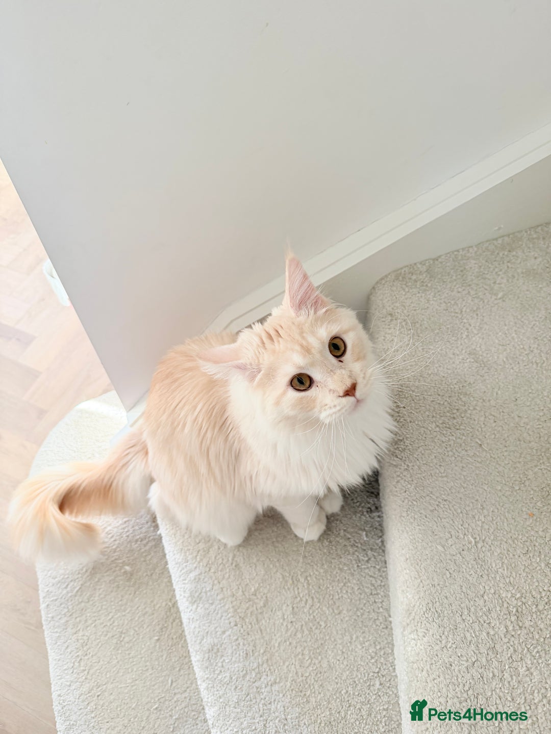 Maine Coon cats for sale: Tica Red Smoke Maine Coon - Advert 2