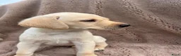 Labrador Retriever dogs for sale: Beautiful bouncy yellow Labrador puppies - Advert 6