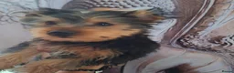 Yorkshire Terrier dogs for sale: Yorkshire Terriers  - Advert 7