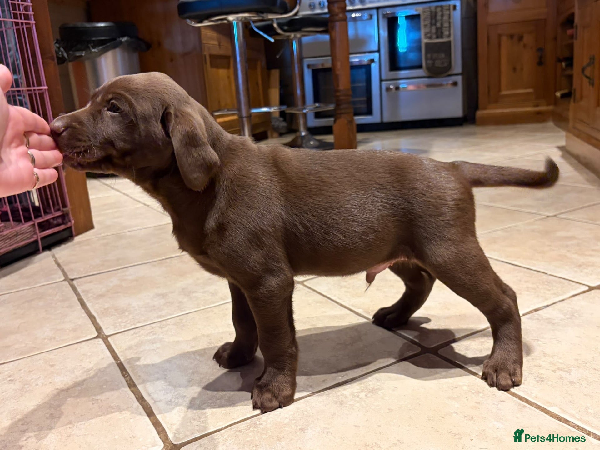 Labrador Retriever dogs for sale: chunky boys available! - Advert 21
