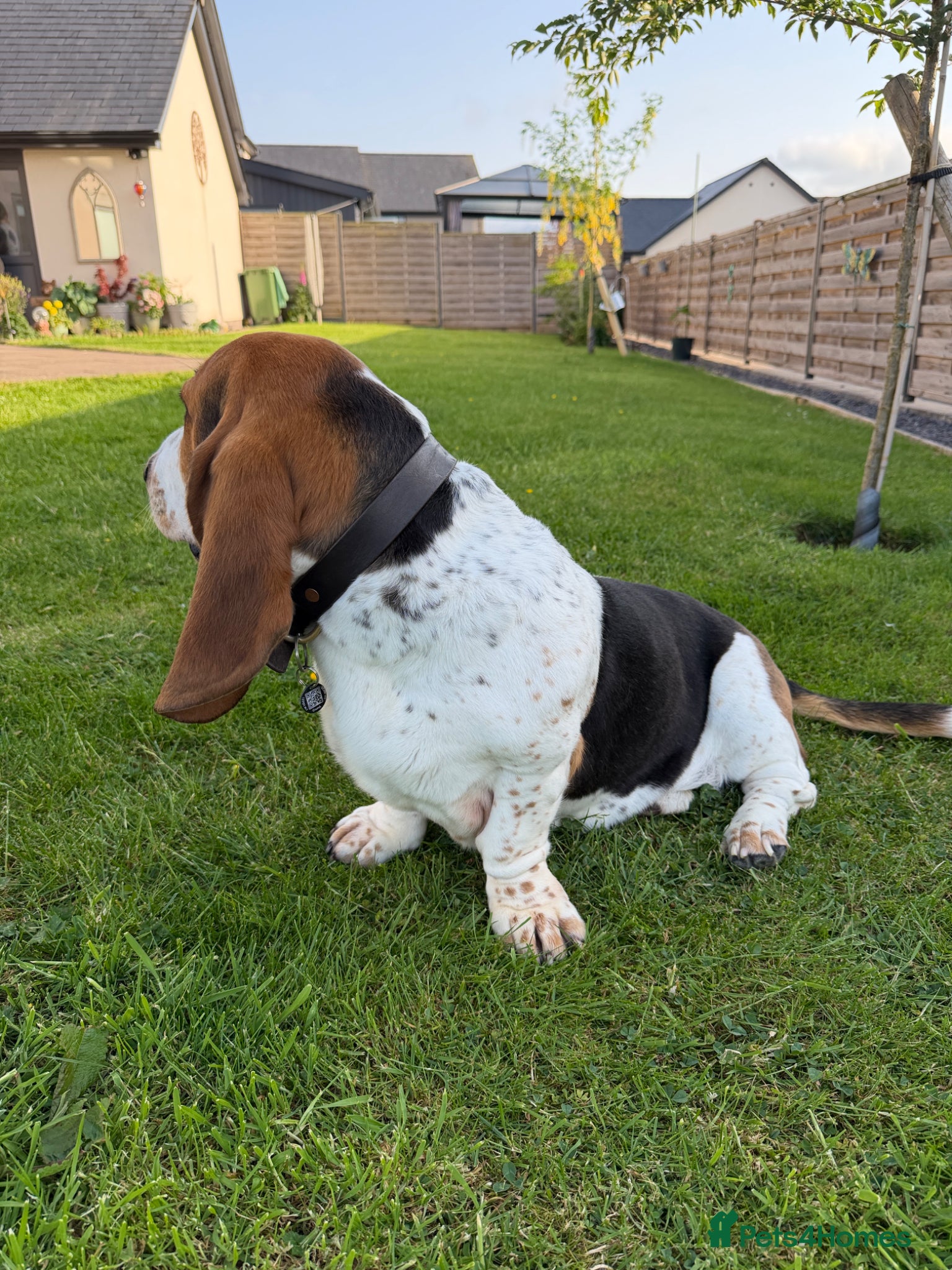Basset Hound dogs for stud: KC reg Basset Hound Stud - Advert 3