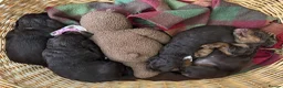 Cocker Spaniel dogs for sale: PEDIGREE WORKING COCKER SPANIEL PUPPIES FOR SALE - Advert 4