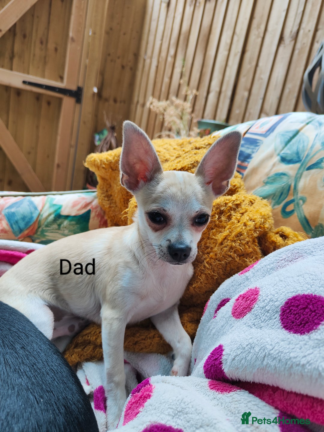 Chihuahua dogs for sale: Two Adorable Chihuahuas Looking for a Loving Home - Image 4