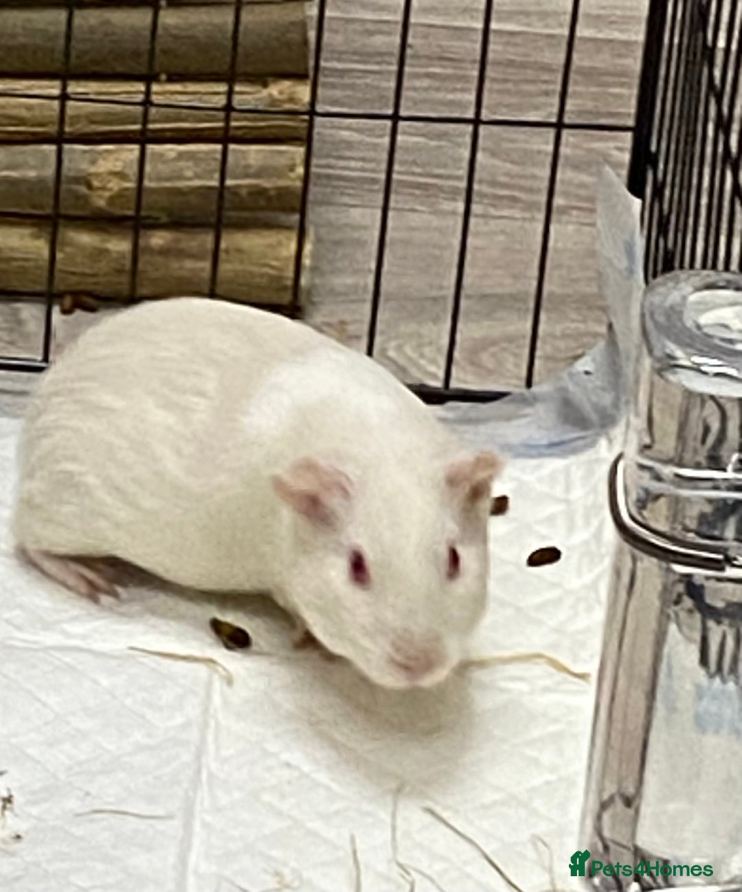 Guinea Pig rodents for sale: Beautiful baby Guinea pig - Advert 4