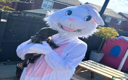 Staffordshire Bull Terrier dogs for sale: staffy puppies - Image 5