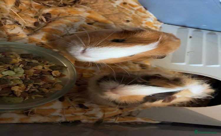 Guinea Pig rodents - Advert 1