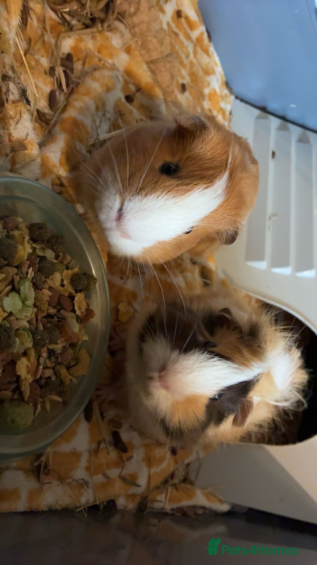 Guinea Pig rodents for sale: 2 guniea pigs  - Image 1