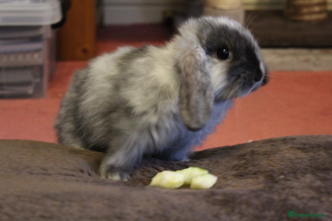 Mini Lop rabbits for sale: Baby mini lop rabbits - Image 5
