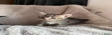 Mixed Breed 2