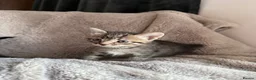 Mixed Breed cats for sale: Little ones - Advert 1
