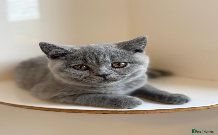British Shorthair cats - Advert 15