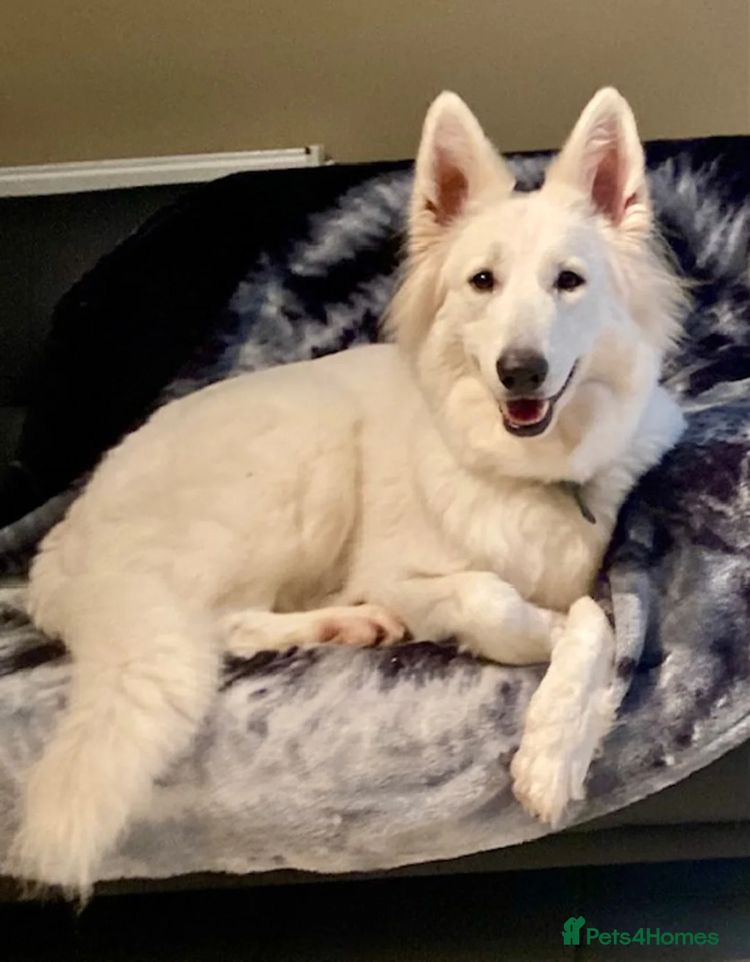 German Shepherd dogs for sale: Rare white German Shepherd puppies in Oxted - Advert 4
