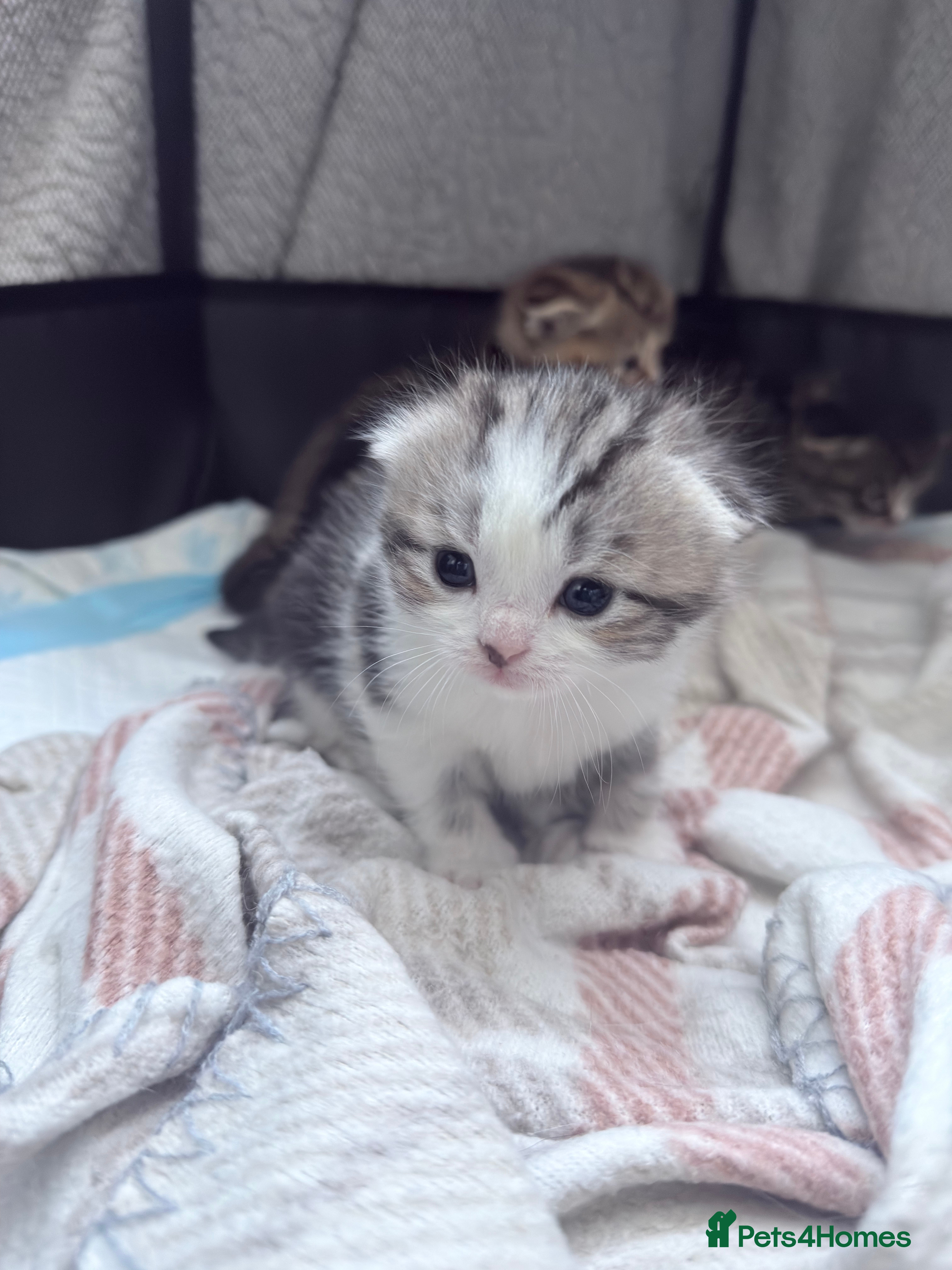 Scottish Fold cats 4 beautiful Scottish fold kittens 🤍 - Advert 2