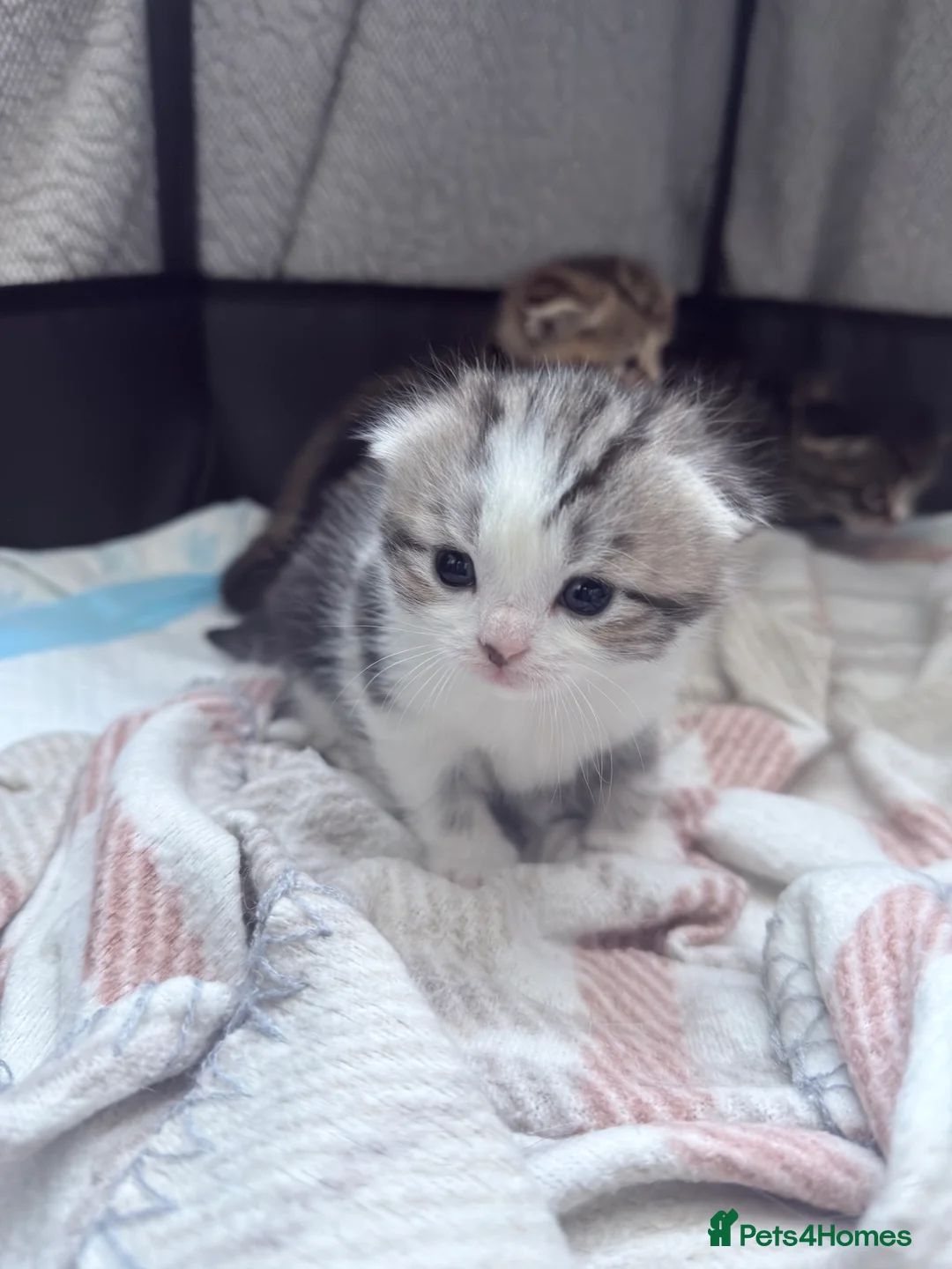 Scottish Fold cats for sale: 4 beautiful Scottish fold kittens 🤍 - Advert 2